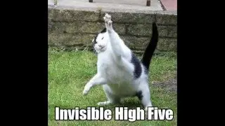 Mad Cats