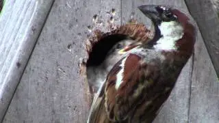 Breeding Male House Sparrow feeding young