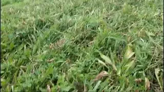 sursemis meteil en direct dans Prairie