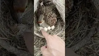 Teetar eggs #birds #bird #teeter