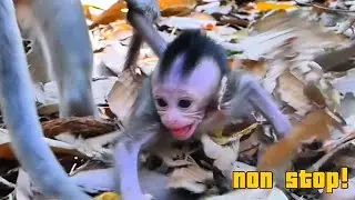 The Best Scene! Nonstop Playful Baby Monkeys!, @monkeynaturekh