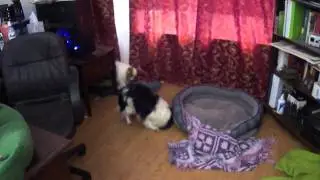 Dom and Vic at home.MP4
