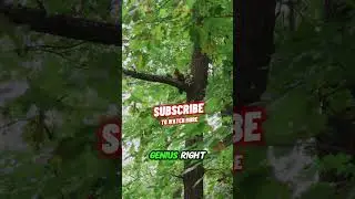 Do Flying Squirrels Really Fly? Animal Snap 🐿️😱