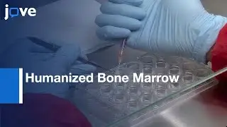 Bioengineering of Humanized Bone Marrow and live Imaging Visualization | Protocol Preview