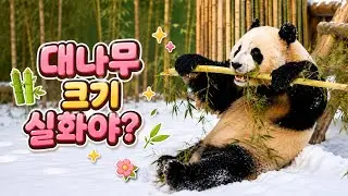 [4K] 러바오가 장대나무를 통째로 서리한 날🐼 (26.2.2)