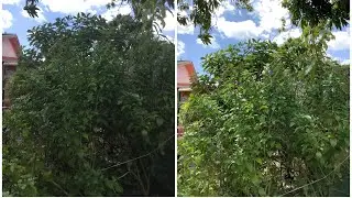 iPad Mini 4 vs iPad Mini 5 - Camera Test