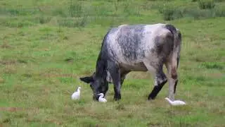 Cattle egrets foraging around cattle
