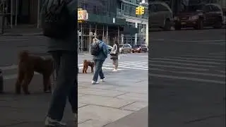 NYC CITY HALL LAWN PT #2 - DESTROYED BY DOG OWNERS @Dinaradica-films #lawless #viral #dinaradica