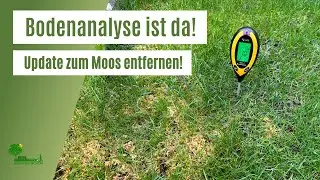 Moos nach Behandlung | Moos im Rasen entfernen | Bodenanalyse ist da | Was fehlt dem  Rasen