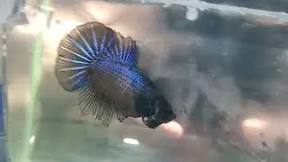 FHM458 - Betta hembra Halfmoon Black Orchid
