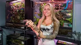 New Deadly Lizard!