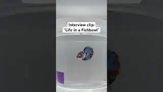 Bettas in bowls - Scientific perspective (Interview clip)