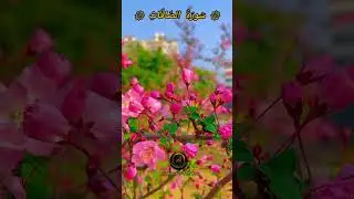 AS-SAFFAT ❤️ Mesmerising voice| Egzon Ibrahimi #quran #assaffat #shorts