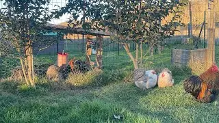 Grippe aviaire, quarantaine et désinfection : que mettre en place ? 