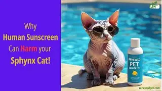Why Human Sunscreen can HARM ❗️ your Sphynx Cat! 🐱