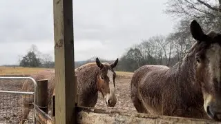 My horse ate over 100 pounds of feed