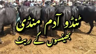 Tando Adam Mandi latest update||Buffalo Mandi update 