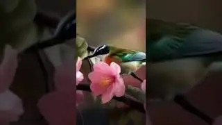 Beautiful singing of birds. Meditation.  #flowers   #music  #birds #birdsounds #beautiful