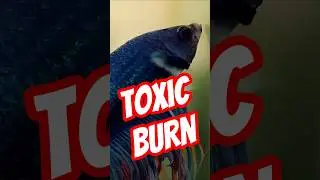 Betta Fish HATE Uncycled Tanks😡