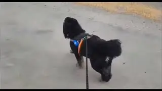 Dunkin and DeeDee took a walk at Buckroe Beach Virginia 