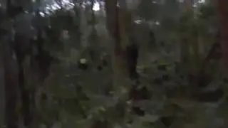 Bigfoot Yowie Sighting In SpringBrook National Park, Australia 2017