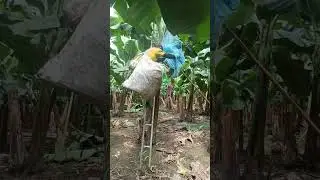 así es como un enfundador realiza el deschive y protegida del banano para obtener una buena calidad.