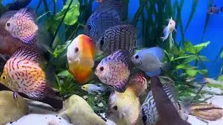 V&iacute;deo de atualiza&ccedil;&atilde;o aqu&aacute;rio Acar&aacute; discos #acaradisco #aqu&aacute;rio #aquario #aquarium #discus