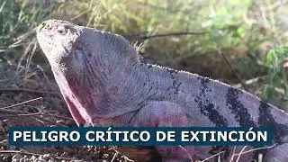 Rare Pink Iguana Hatchlings Spotted on Galapagos Island for First Time