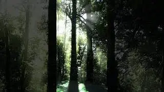 Beautiful Sun shine in Forest #shorts