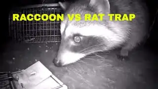 RAT TRAP SURPRISE