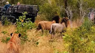 Unknown Male Lion tried to join feast with Gijima Males & Msuthlus | Drove away by Gijimas | Today
