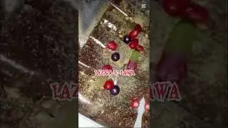 First time Lawashak available in Manawala Faisalabad