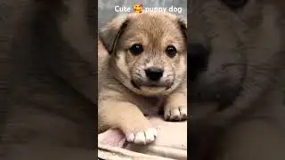 bhu bhu bho cute 🥰🥰🥺 sweet puppy dog 🐶 #cute #puppy #ytshorts #shorts #cutepuppy #puppyvideos