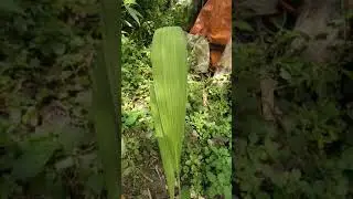 Qhia tshuaj zoo nab Tom 20/6/2018