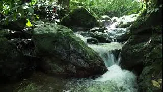 Habitat of Bucephalandra bogneri