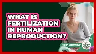 What Is Fertilization In Human Reproduction? - Fertility Support Channel