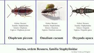 Insetos, ordem Besouro, fam&iacute;lia Staphylinidae canadensis minus insect elegans obscura decora opaca
