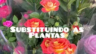 Estou Substituindo as plantas 