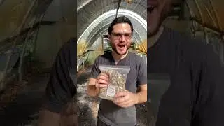 Посадка 3000 семян моринги в теплице