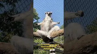 Divertido l&eacute;mur #video #cute #animals
