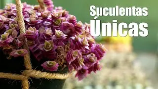SUCULENTAS ÚNICAS en Plantas y Jardines - Teleamiga