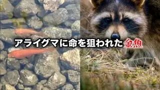 【襲撃】約3年かけて少しずつ大きくしていった金魚の「自宅飼育場」が獣害に襲われ全てを失いました。先日、救出した「野良金魚」にも&hellip;