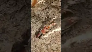 WOW THIS IS HOW THEY CATCH MUD LOBSTER