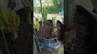 plantando cactos matriz #cactosesuculentas #cactus #cactosbrasil #cactosesuculentas