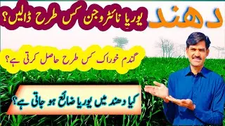 How to save losses of urea fertilizer in wheat crop | foggy weather | Wheat crop