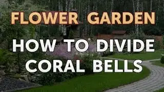 How to Divide Coral Bells
