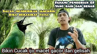 Fahami pemberian EF buat Cucak ijo Supaya stabil rajin Gacor setiap hari