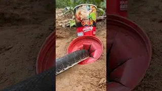 The Best catch snake using trap #shorts #python #pythontrap
