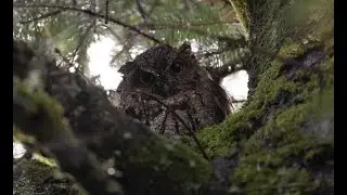 Western Screech Owl