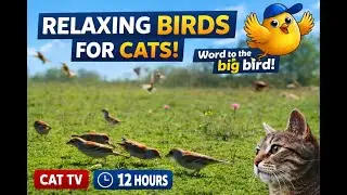 🐦 Relaxing Birds for Cats – Cat TV (5 Hours HD) 🐱